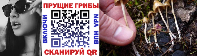 Псилоцибиновые грибы мицелий  Чердынь 